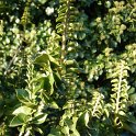 Hedera helix 'Conglomerata' P26